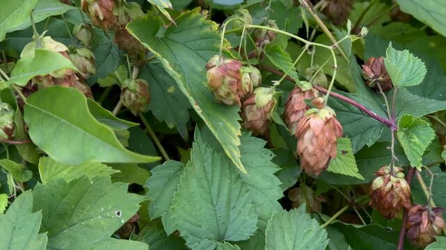 A green hop bush for brewing beer.
Pulling hops in the garden.
Hops in bloom.
A bud of a faded hop plant.