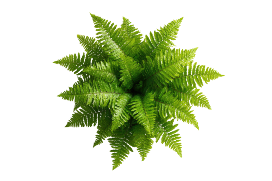 Overhead view of a vibrant fern.  Dense, radiating fronds of bright green fill the center, with a dark background