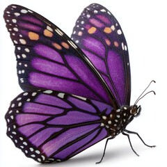 Purple monarch butterfly with spread wings and detailed patterns on white background