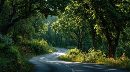 Fototapeta premium A summer country road surrounded by green woods with sunlight filtering through the trees.