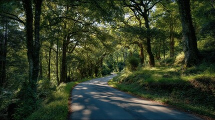Obraz premium A summer country road surrounded by green woods with sunlight filtering through the trees.