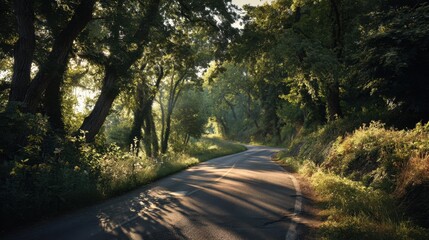Obraz premium A summer country road surrounded by green woods with sunlight filtering through the trees.