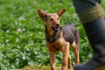 Brown and black working dog