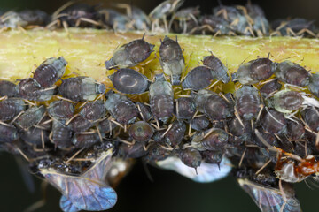 Ivy aphid, Aphis hederae. Colony on  common ivy, Hedera helix in garden.