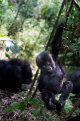 Baby Eastern gorilla or Gorilla beringei hanging on to bamboo with one arm in Volcanoes National Park Rwanda.