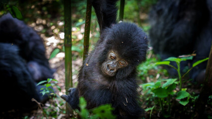baby Eastern gorilla or Gorilla beringei in Volcanoes National Park Rwanda.