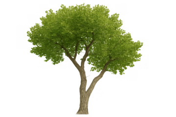 Deciduous tree with green foliage on a transparent background, depicting nature and environmental elements