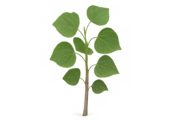 Young plant with green leaves, symbolizing development, nature, and organic themes. Transparent background