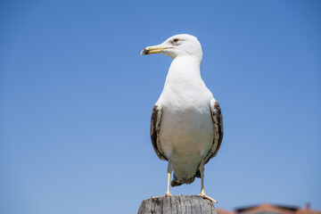 Larus michahellis - a problem in Venicein
