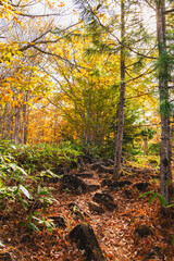 秋の乗鞍高原　MBTトレイル