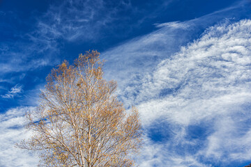 秋の流れる雲と白樺