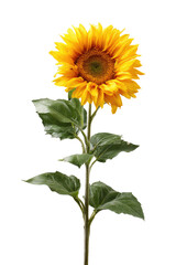 Obraz premium Bright yellow sunflower with green leaves (1)