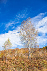 秋の流れる雲と白樺　乗鞍高原
