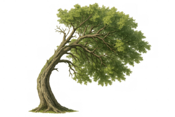 Strong tree bending in wind showing resilience and adaptation to harsh weather conditions on transparent background