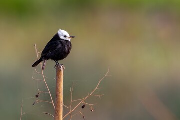 White-headed Marsh tyrant - Arundinicola leucocephala 
