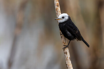 White-headed Marsh tyrant - Arundinicola leucocephala 