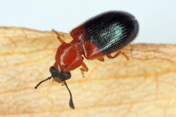 Necrobia ruficollis, the ham beetle, red-shouldered ham beetle, or red-necked bacon beetle, is a mostly carnivorous beetle in the family Cleridae with a cosmopolitan distribution.