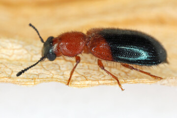Necrobia ruficollis, the ham beetle, red-shouldered ham beetle, or red-necked bacon beetle, is a mostly carnivorous beetle in the family Cleridae with a cosmopolitan distribution.