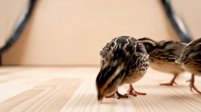 A serene, close-up shot captures two tiny, delicate birds with beautifully patterned feathers standing gracefully on a light, warm wooden surface. Their intricate brown, black, and cream plumage is sh