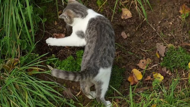 Un chaton gris tigr&eacute; joue &agrave; attraper une sauterelle sur un talus dans le jardin et se fait surprendre par derri&egrave;re par un deuxi&egrave;me chaton