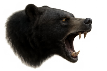 Black bear head roaring, displaying sharp fangs and aggressive posture. Realistic wildlife depiction on a transparent background