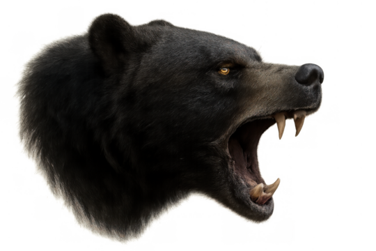Black bear head roaring, displaying sharp fangs and aggressive posture. Realistic wildlife depiction on a transparent background