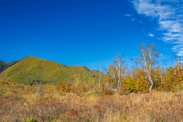 乗鞍BASE付近の紅葉　