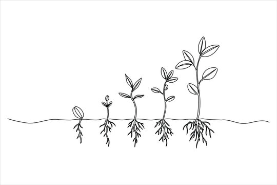 One continuous line drawing of the six stages of plant growth from seed to stem