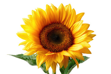 Fototapeta premium Close-up of a vibrant sunflower, bright yellow petals, dark brown center, with green leaves
