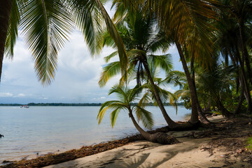 Panama, Isla Colon, Starfish Beach, Bocas del Toro, 

