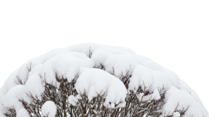 Winter snow covered bush on a transparent background PNG image bare branches with fresh snow PNG file