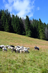Rusinowa Polana, one of the most scenic clearings in the Polish Tatra Mountains. Tatra National Park, Zakopane, Poland.  Sheep grazing in the meadow