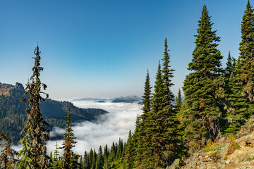 Clouds hover beyond the evergreen trees, lingering in  the valley below between the peaks of Mount Rainier and surrounding mountains, Mount Rainier National Park, Washington