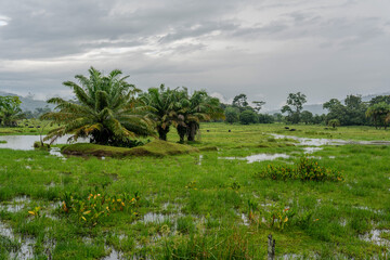 Panama, Landscape in central Panama. Pastureland for cattle in tropical environment.