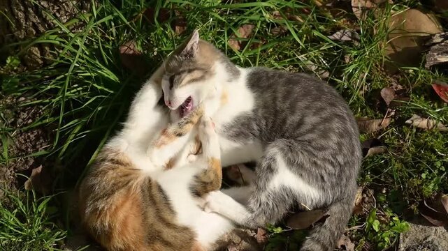 Deux chatons m&acirc;les tigr&eacute;s, allong&eacute;s sur le sol dans le jardin, jouent &agrave; se battre et se mordre en coin&ccedil;ant la t&ecirc;te entre les pattes, vue de dessus
