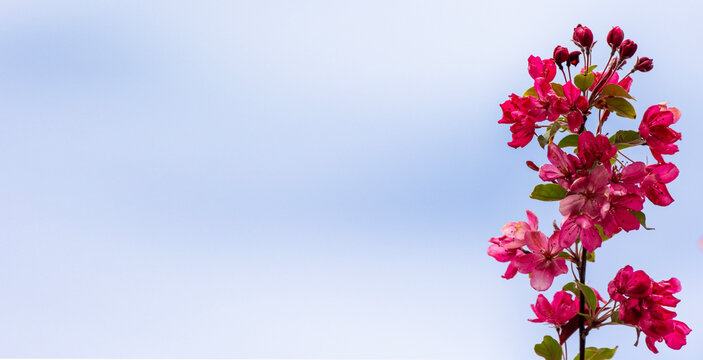 A blooming decorative apple tree with red flowers against the sky. A place to copy