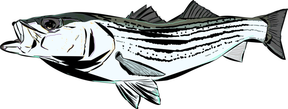A modern full color Striper fish