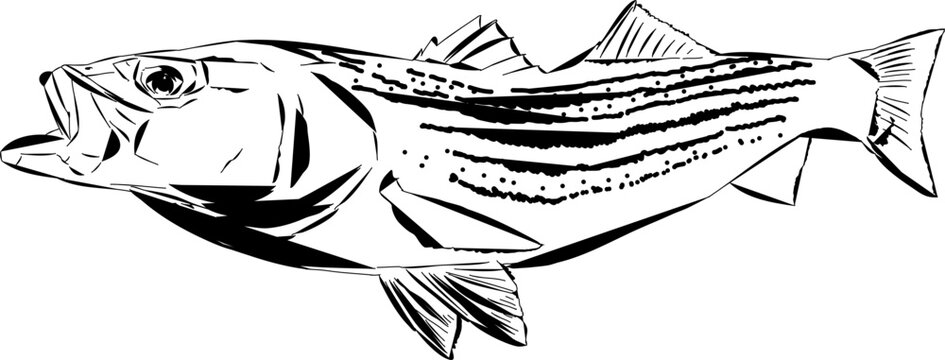 A modern comic like outline of a Striped Bass