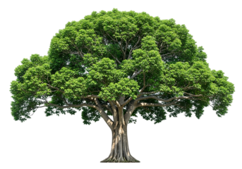 A lush green mature banyan tree with a thick trunk and sprawling branches isolated on transparent background