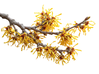 Close-up of a branch with clusters of bright yellow flowers.  The flowers are intricate and feathery.  Grey-brown branch segments and buds are visible