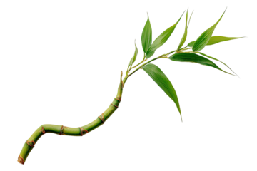 A vibrant bamboo shoot,  with a curved stem and  lush green leaves