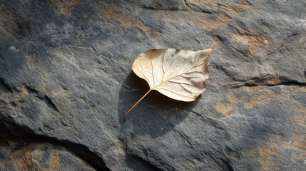 Single Dry Autumn Leaf on Stone Surface, Minimalist Nature Background

