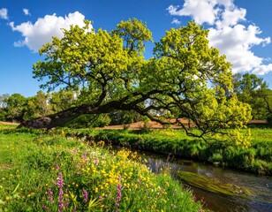 spring landscape, the oak branch of nature