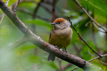 Black-headed Warbler