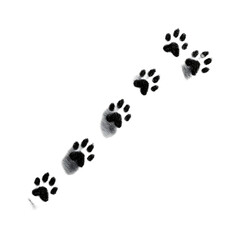 Isolated diagonal line of black and white animal paw prints on a solid black background design art