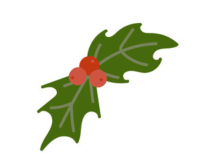 Christmas holly green leaves and red berries on transparent background 
