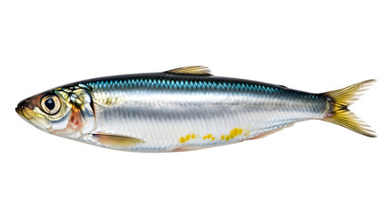 Isolated sardine fish on white background ,  Fresh sardine fish 
