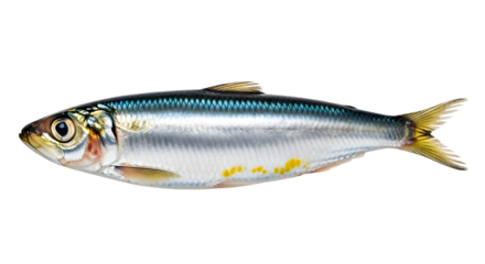 Isolated sardine fish on white background ,  Fresh sardine fish 