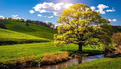 Fototapeta premium spring landscape, the oak branch of nature