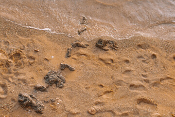 Footprint on the on the sandy beach